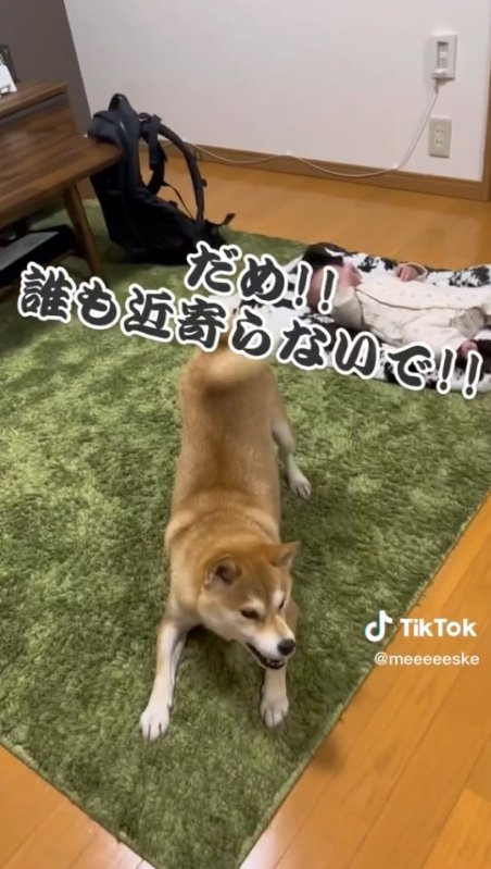 提供：柴犬こちゃんさん