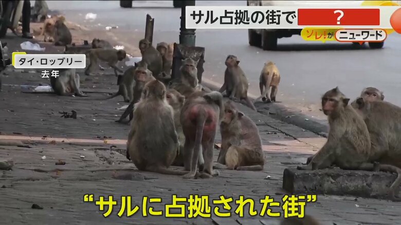 タイ・ロッブリーで街を占拠するサルの群れ