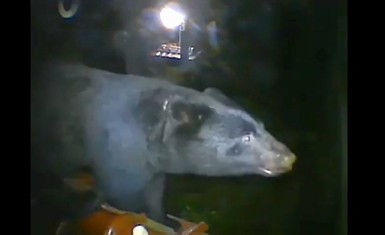 温泉や商業施設にも…各地で相次ぐクマの出没 自治体が警戒呼びかけ