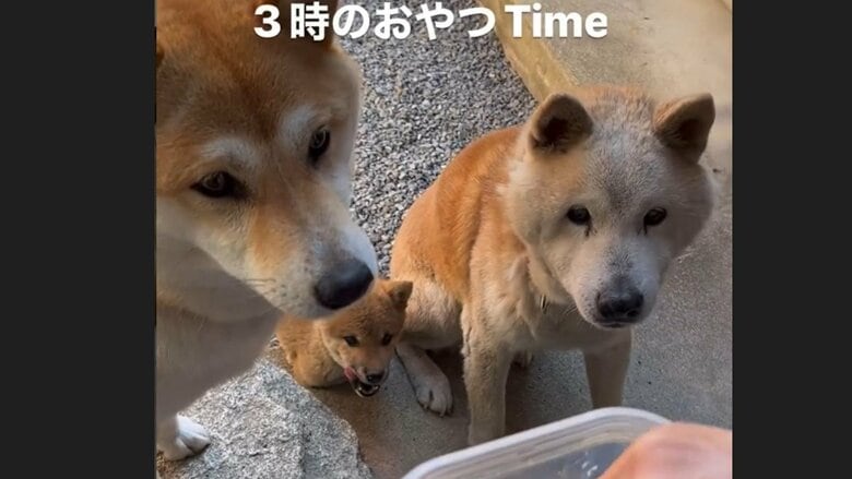 （左から）福ちゃん、春子ちゃん、太郎くん