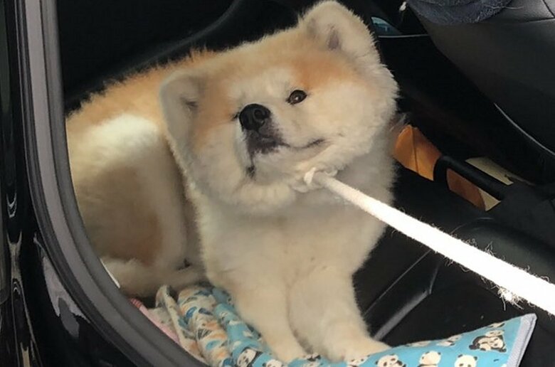 フェアリーちゃんのアップ