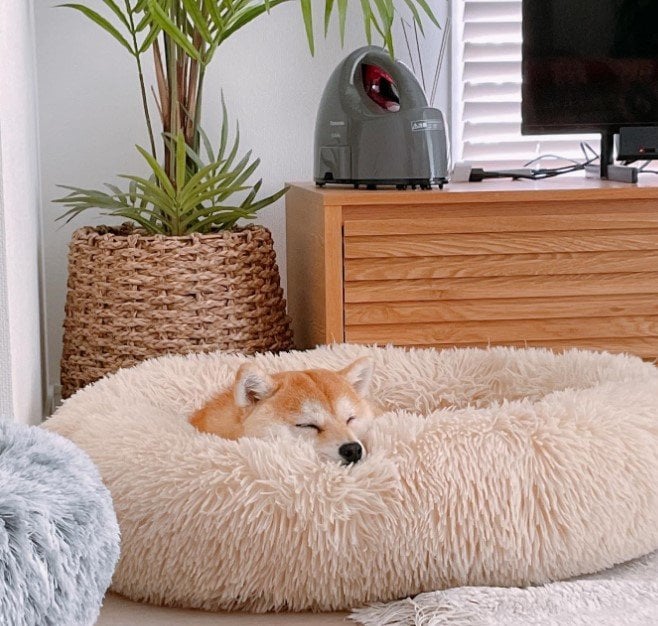 提供：豆柴ちくわ&がんもさん