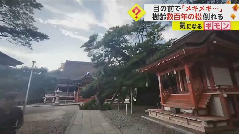 樹齢数百年の松の木が倒れる瞬間②