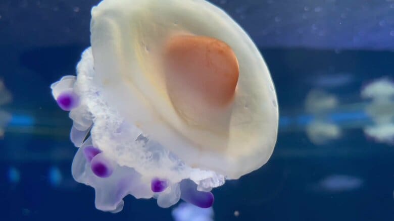 （提供：新江ノ島水族館）