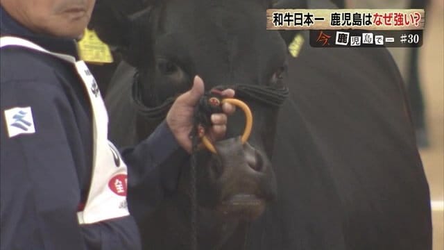 牛の立ち姿も大きな評価ポイント
