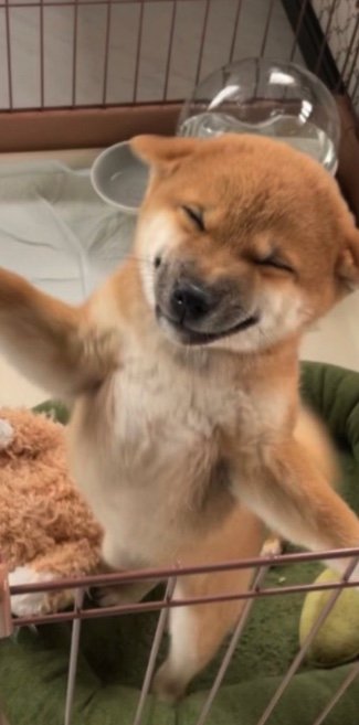 （提供：柴犬 雷吾さん）