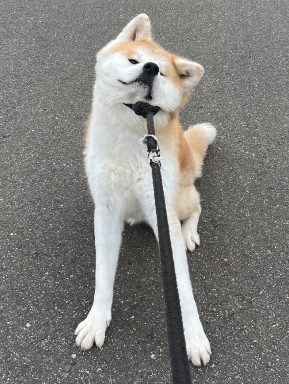 提供：秋田犬 五元(イモト)さん
