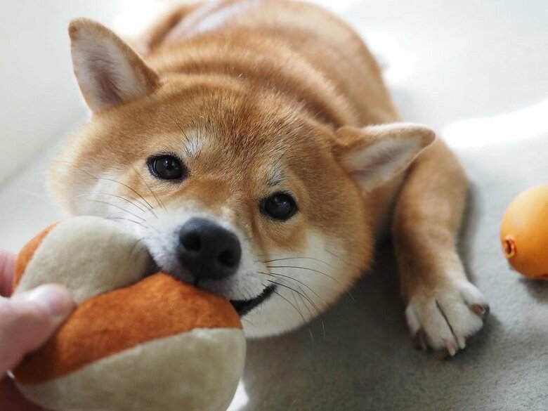 引っ張り合い中のきなこちゃん