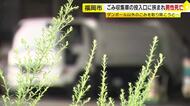 ごみ収集車の投入口に挟まれ作業員の男性死亡　ダンボール以外のごみを取り除こうとして…　福岡市