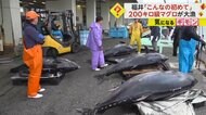 【漁師が感じる海の異変】若狭湾で“200kg級”マグロが大漁　サヨリは昨年ピーク時から半減も「今までと感覚違う」　福井