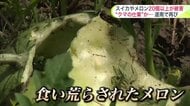 【ヒグマ速報】“スイカやメロン”計20個以上が食い荒らされる―家庭菜園にはフンも＿早朝に住民発見して通報「もったいない、クマには勝てないな」〈北海道上ノ国町〉
