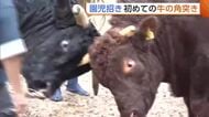 担い手確保への一歩に！？園児招き“牛の角突き”披露　迫力ある取り組みに園児興奮「強くてかっこいい」新潟・小千谷市