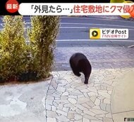「冬眠しないんだ…」北日本で冬シーズン到来もクマ出没件数は過去最多更新　札幌市のクマ対策「ヘアトラップ」とは？