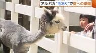 暑さに弱いアルパカ　“毛刈り”でさっぱり！夏への準備は万端「すごく涼しそう」新潟・胎内市
