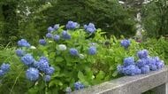 梅雨入り、各地で雨の天気に　アジサイの開花の便り届く　気温は平年より低い見込み、体調管理に注意　秋田