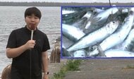 【北の海に異変】マイワシの水揚げが”2か月間ゼロ”の異常事態―全国トップ誇る北海道釧路港で過去10年例を見ない記録的不漁―名物「勝手丼」の店はイワシ不在の事態に…飼料用のミール工場も稼働できず