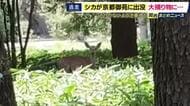 記者が目撃「飛び越えました。シカがいまネットを飛び越えました」京都御苑の敷地内でシカ目撃　捕獲ネットを飛び越えて逃走　市が注意呼びかけ