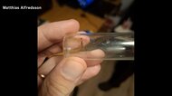 北欧アイスランドで初めて「蚊」発見 貨物と共に流入か 温暖化や物流増で新たな昆虫の増加も