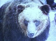 【ヒグマ速報】クマはなぜ冬眠しても筋肉が衰えないのか？北大など研究チームが細胞レベルの「冬眠モード」解明…エネルギー消費多い再生修復を”意図的”に抑制…寒さに耐える冬眠動物の凄さ