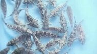 カサゴの稚魚2000匹を小学生が放流　北九州市の長浜地区　「次の世代に海の大切さが伝われば」　福岡
