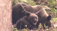 『市街地にクマが居座ってしまったら？』北海道と警察が“合同机上訓練”現場での連携強化へ備え～市町村クマ担当者も参加…見回りや捕獲の支援も確認〈北海道札幌市〉