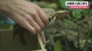 救護されたリュウキュウヤマガメが森へ　5カ月間の治療を受けて回復