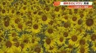 秋の絶景「霜降」の時期に咲く3万本の“遅咲き”ヒマワリ　大月町で見頃迎える【高知】