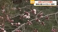 霞城公園・北門そばのソメイヨシノ早くも開花　開花宣言は31日か1日か　山形・山形市