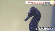 仙台うみの杜水族館で午年にちなんだ展示始まる　どんな魚が？冬休みの子供たちも興味津々！