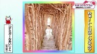 みつけタグラム まるでトトロのトンネル?【愛媛】