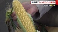 鮮度保ち東京へ! “新幹線”でトウモロコシ輸送「おいしい状態で消費者の手元に」【新潟・津南町】