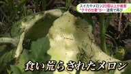 【ヒグマ速報】“スイカやメロン”計20個以上が食い荒らされる―家庭菜園にはフンも＿早朝に住民発見して通報「もったいない、クマには勝てないな」〈北海道上ノ国町〉
