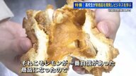 レモンカレーパン　高校生発案の新たな広島名物になるか　社長に一度却下されても情熱で商品化実現　イベントで一番人気に大成長！