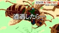 新女王バチの誕生で神経質に…秋に凶暴化するスズメバチ　慌てて手で払うと“攻撃態勢”に　対策を専門家に聞いた