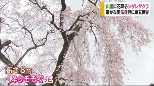 里山に花降るシダレザクラ 幽玄の世界に魅了【愛媛・久万高原町】