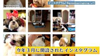 お腹まる見えで足がピーン 仰向け で寝る無防備な子犬が可愛いすぎる