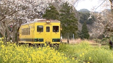 桜のトンネルを走る“観光シンボル”いすみ鉄道…運転士のお勧めは意外にもあの時期