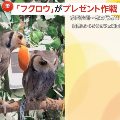 「押してダメなら…もっと押す」フクロウの恋愛事情が大バズり！嫌がられてもプレゼント作戦で彼女ゲット　群馬・高崎市「ふくろうカフェ楽園」