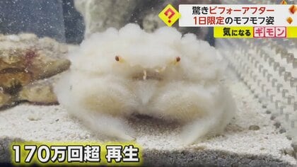 「遭遇はまれ」この白いモフモフがカニだと！？　1日限定…脱皮直後の映像が大反響　和歌山「エビとカニの水族館」