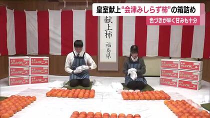 皇室に献上「会津みしらず柿」の箱詰め作業　一つ一つ丁寧に　色づきが早く十分な甘み　福島・会津若松市