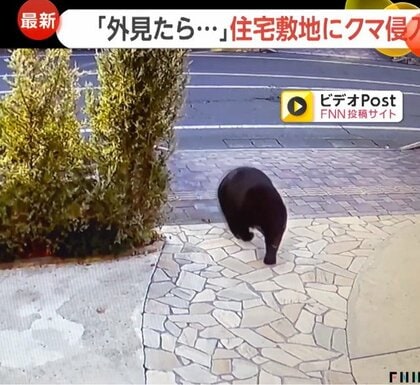 「冬眠しないんだ…」北日本で冬シーズン到来もクマ出没件数は過去最多更新　札幌市のクマ対策「ヘアトラップ」とは？