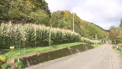 クマに両足かまれひざ付近を骨折の大けが　トウモロコシ畑近くの道路散歩中　岩手県岩泉町