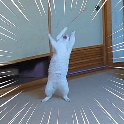 留守中のペットカメラが捉えた愛猫がおもしろ可愛い…どんな遊びなの? 飼い主に聞いた