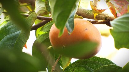 収穫直前の“柿”約8400個盗まれる 猛暑でコメの収入減…｢柿に望みかけていた｣農家が悲痛な思い語る