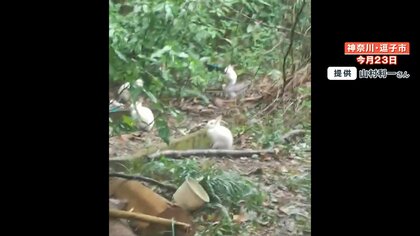 【謎】ウサギ30匹以上が突然山に湧くように現れる 野ウサギではない？ 何者かが遺棄か？ 動物愛護法違反の疑いで捜査