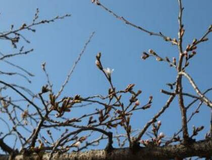 姫路で桜開花発表　去年より４日早く　世界遺産・姫路城の標本木で