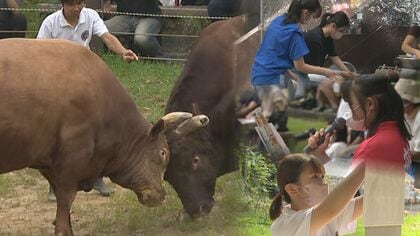 中越地震から18年　“牛の角突き”存続へ新たな力！「闘牛の魅力広めたい」【新潟発】