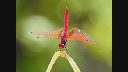 “鮮やかな赤” 東南アジア生息の『ベニトンボ』 温暖化で北上 かつての“赤とんぼ”と入れ替わり【福岡発】   