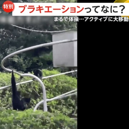 驚異の身体能力！まるで体操競技…アクロバティックに大移動テナガザルのハートちゃん「ブラキエーション」で飛び回り　千葉市