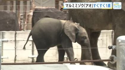 マルミミゾウ「アオ」１歳の誕生日　スイカやバナナ、リンゴでお祝い「大きく育って」広島市安佐動物公園